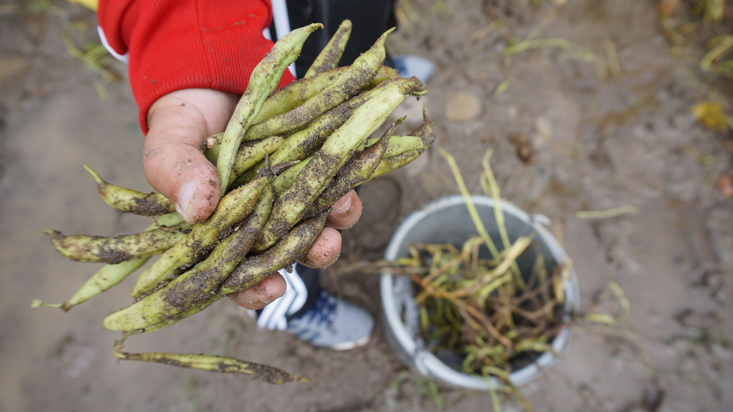 Natuurstad wil functies van groen promoten